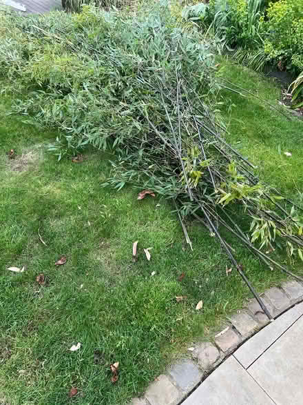 Photo of free bamboo canes (Isleworth TW7) #1