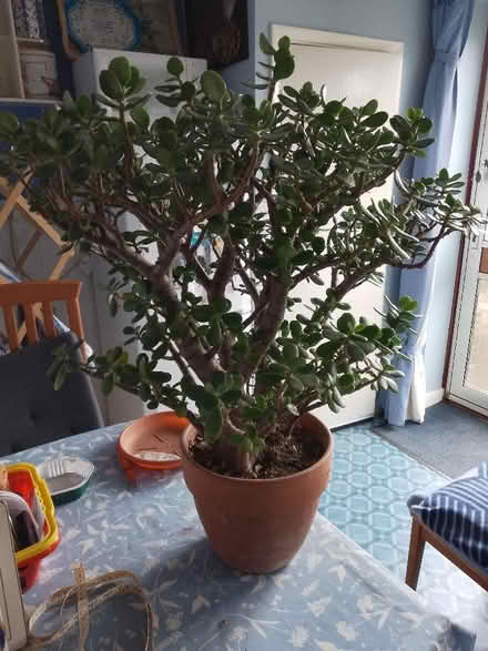 Photo of free Money plant (Whoberley CV5) #1