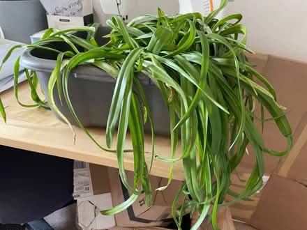 Photo of free Bluebells (BN1) #1
