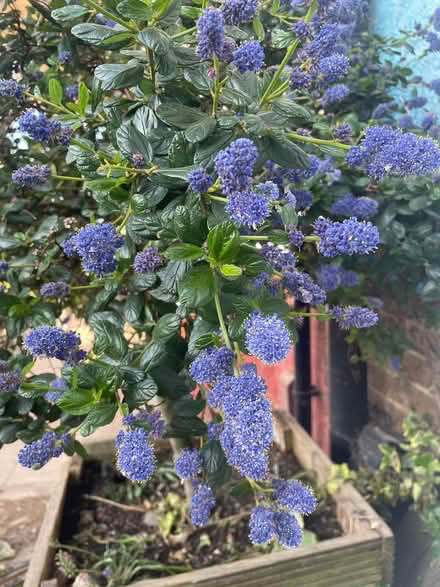 Photo of free Mature Ceanothus bush / tree. Rich purple flowers. (Bevendean BN2) #3