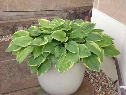Photo of free Hostas (Kingsway) #1