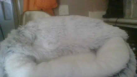 Photo of free cat Igloo and small dog bed (BA2) #3