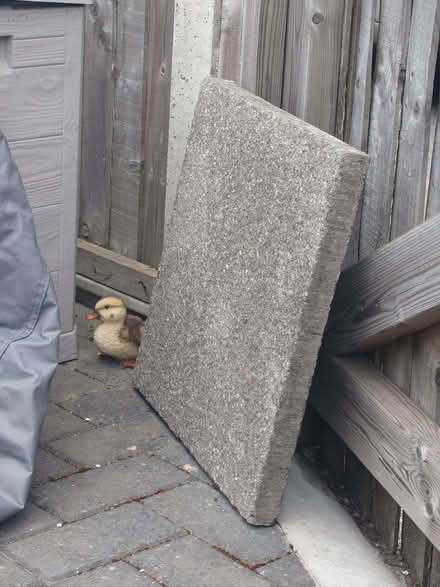 Photo of free 2 paving slabs (Walderslade ME5) #1
