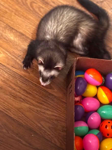 Photo of Leftover Plastic Easter Eggs (Clearwater both Drew or Druid) #3