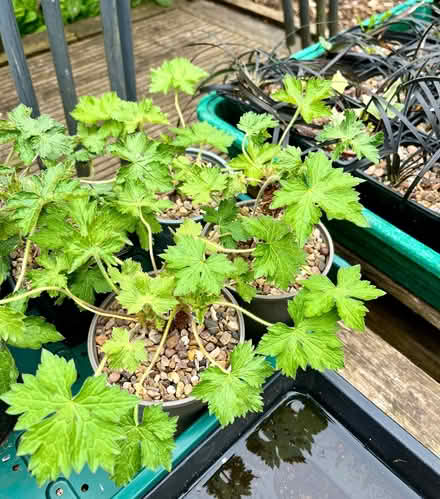 Photo of free Blue hardy geraniums (Hatfield AL10) #2