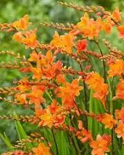 Photo of free Plants (Bleathwood SY8) #2