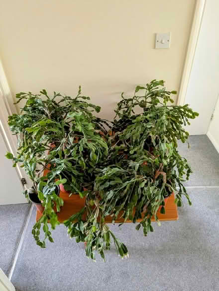 Photo of free Only 3 Easter cacti left (Clevedon BS21) #2