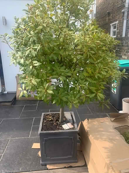 Photo of free Bay Tree In Grey Pot (CT11) #1