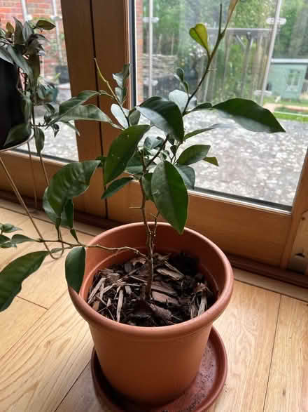 Photo of free Lemon tree grown from a pip (Hertford SG13) #1