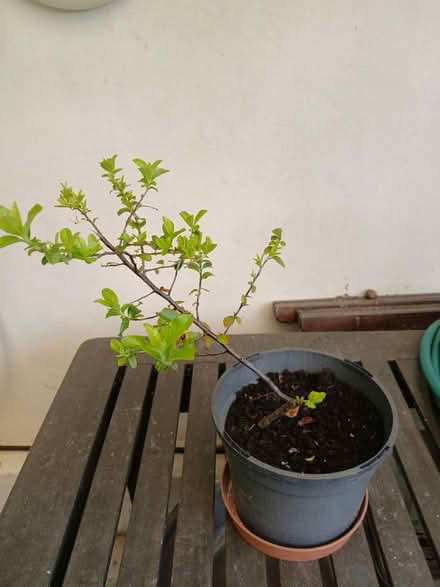 Photo of free Pyracantha (Southdown BA2) #2