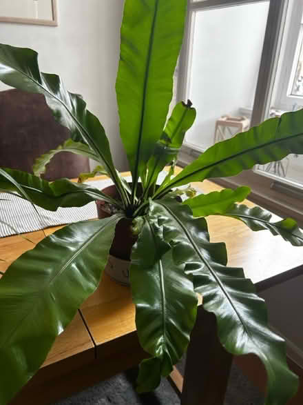 Photo of free Various pots and plants (Sandyford NE2) #2