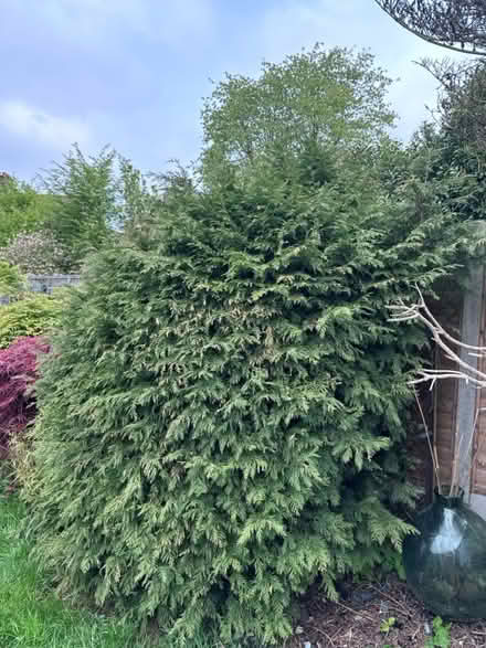 Photo of free Garden tree (Walthamstow E17) #1
