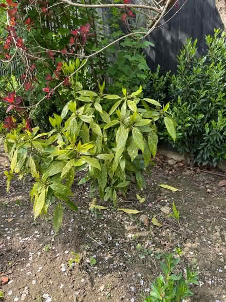 Photo of free Large acuba japonica (Sevenoaks TN13) #1