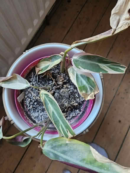 Photo of free Plant (SY11) #1