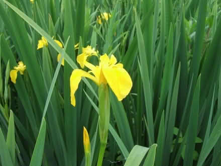 Photo of free Plants (Bleathwood SY8) #3