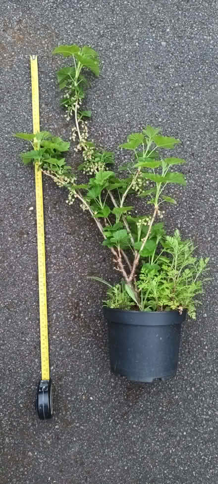Photo of free Blackcurrant & seedlings (Hockley Port B18) #2