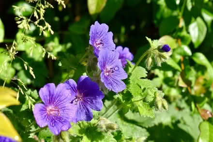 Photo of free Blue hardy geraniums (Hatfield AL10) #1