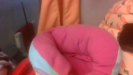 Photo of free Guinea pig beds (BA2) #2