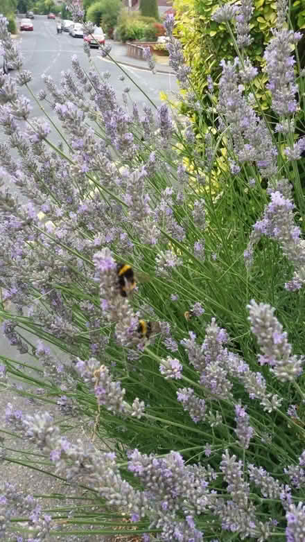 Photo of free Mature Lavender (WOKING St Johns GU21) #2