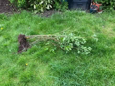 Photo of free Rose spirea shrub (Far cotton, NN4) #1