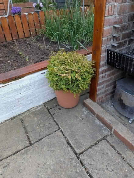 Photo of free Plant (Yate BS37) #1