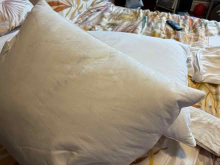 Photo of free Feather pillows (Near Carleton University) #1