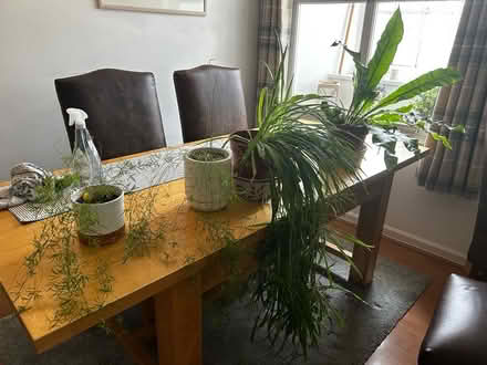 Photo of free Various pots and plants (Sandyford NE2) #1