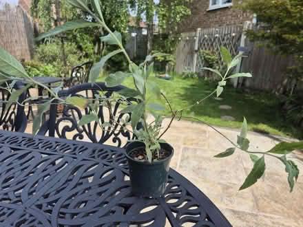 Photo of free One Budleja cutting (Heybridge CM9) #1