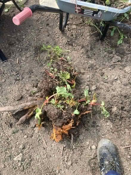 Photo of free Rhubarb Crown (S5 Ecclesfield) #1