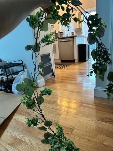 Photo of free 2 Fake Vines (Chelsea) #2