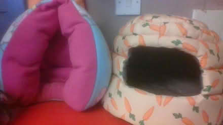 Photo of free Guinea pig beds (BA2) #3
