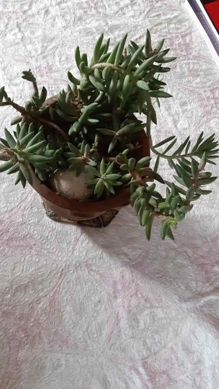 Photo of free Succulent plants (Southdown and Truscott) #1