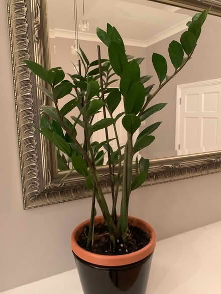 Photo of free House plant (W12) #1