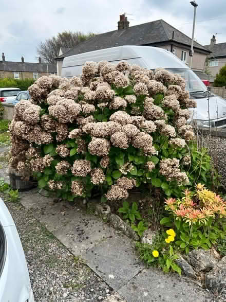 Photo of free Hydrangeas and bush thing (Carnforth) #1