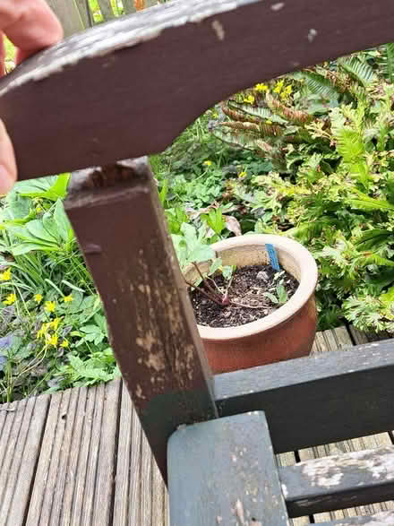 Photo of free Wooden garden bench (Shelfield WS4) #2