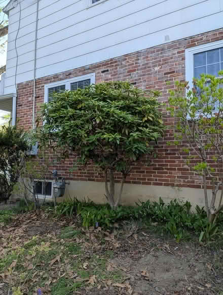 Photo of free Rhododendron Shrub (North West Newark, DE) #1