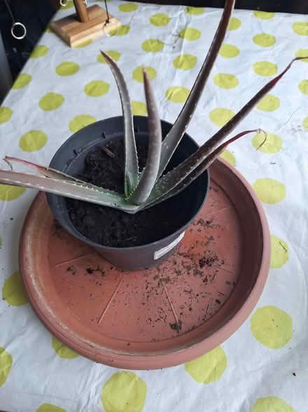 Photo of free Aloe Vera plant three left (Springfield) #1
