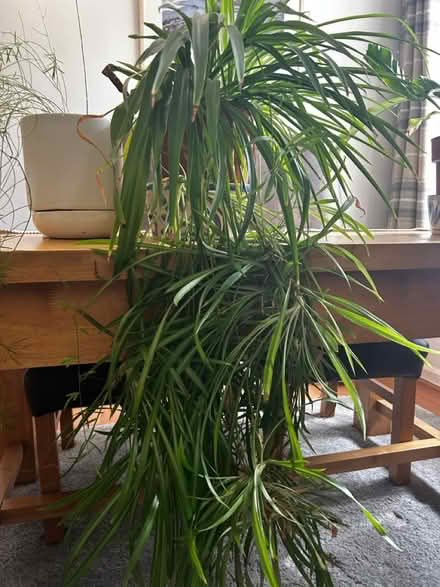Photo of free Various pots and plants (Sandyford NE2) #3