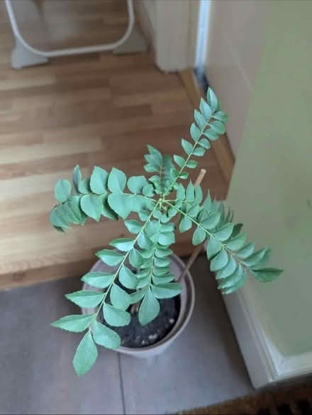 Photo of Curry leaves plants (Leicester) #1