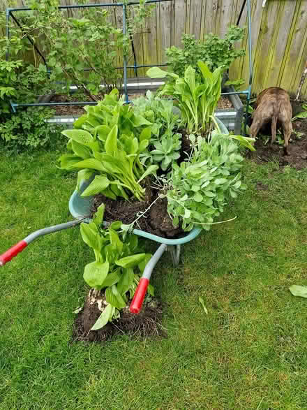 Photo of free Hostage & Sedum (Cornton FK9) #1