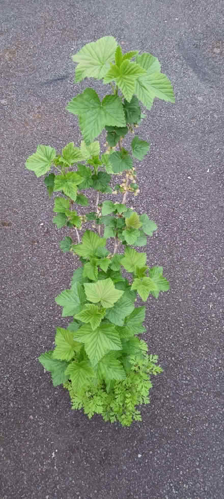 Photo of free Blackcurrant & seedlings (Hockley Port B18) #1