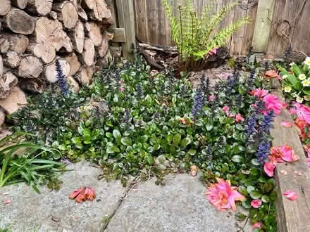 Photo of free Bugle plants (ajuga reptans) (Hatfield AL10) #1