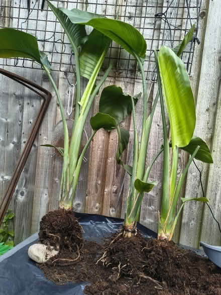 Photo of free Bird of Paradise Plant (Fiveways Brighton) #1