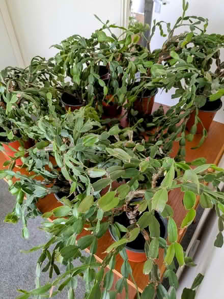 Photo of free Only 3 Easter cacti left (Clevedon BS21) #1