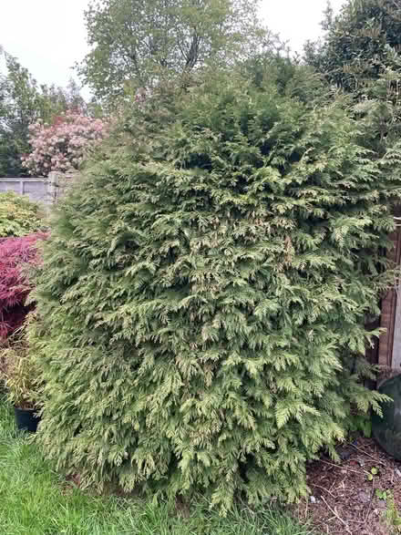 Photo of free Garden plants & bushes (Walthamstow E17) #1