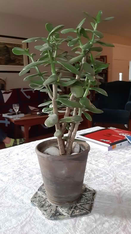 Photo of free Succulent plants (Southdown and Truscott) #2