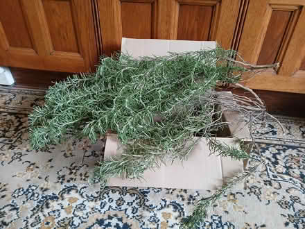 Photo of free Rosemary (Lark Lane Area L17) #1