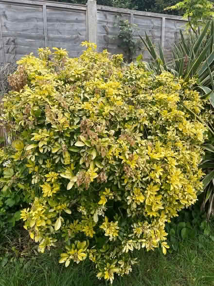 Photo of free Plants and bushes (Walthamstow E17) #1