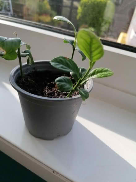 Photo of free Lemon seedlings (Langney BN23) #1