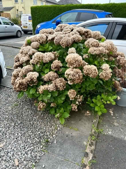 Photo of free Hydrangeas and bush thing (Carnforth) #2